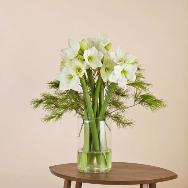 Festlicher Glanz - Weiße Amaryllis mit Kiefernzweigen in edler Winterpracht