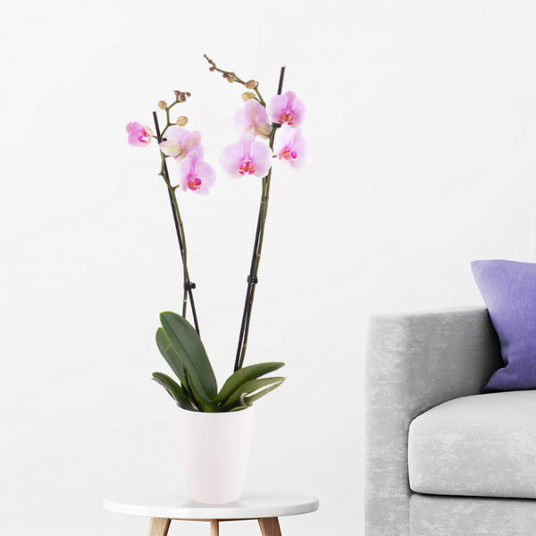 Sanfte Blüte - Zarte hellrosa Orchidee Zimmerpflanze in sanfter Eleganz