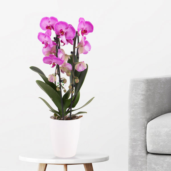 Exotische Eleganz - Zarte rosa Orchidee Zimmerpflanze in exotischer Schönheit