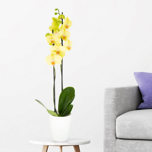 Gelbe Exotik pur - Strahlend gelbe Orchidee Zimmerpflanze in purer Exotik