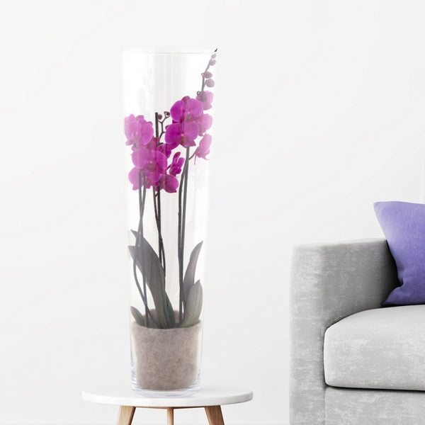 Purpurrote Pracht - Prächtige lila Orchidee Zimmerpflanze in königlicher Eleganz