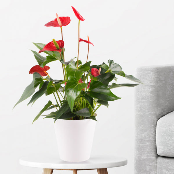 Exotisches Feuer - Leuchtend rote Orchidee Zimmerpflanze in exotischer Eleganz