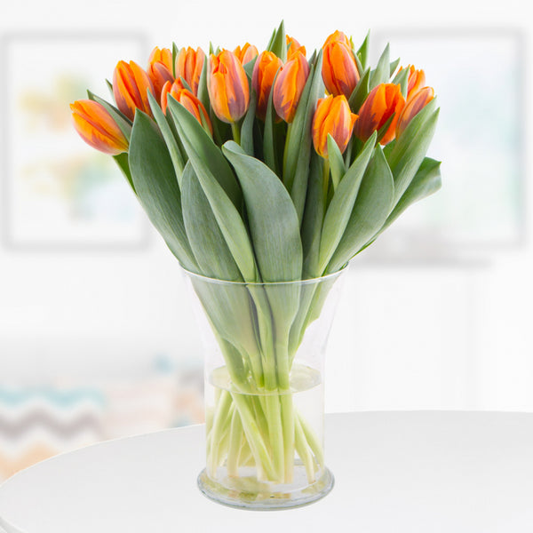 Feuriger Abendrot - Frische orange Tulpen in leuchtender Energie