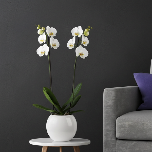 Weiße Erhabenheit - Elegante weiße Orchidee Zimmerpflanze in Premium Qualität